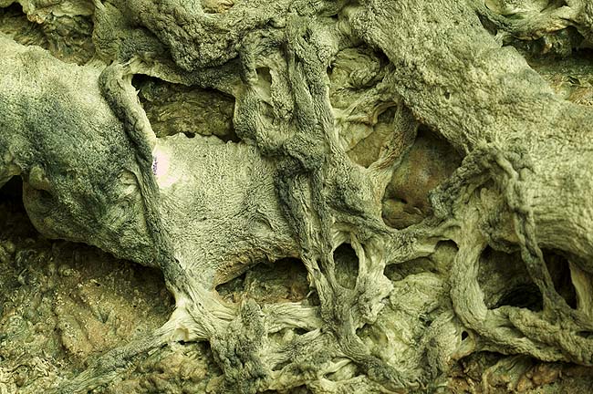 南无羌佛云高益西诺布顶圣如来工巧明展显之 枯藤古化-图片1