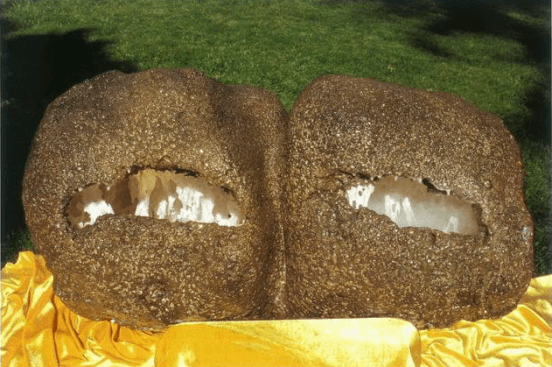 H.H.第 三 世 多 杰 羌 佛在人间-图片14