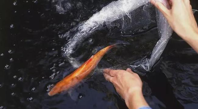 放生之人，大难临头，天救你！-图片2