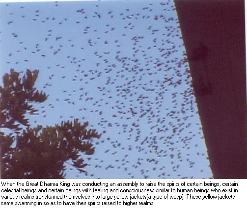 阿王诺布帕母圣示宣告【羌佛圣量】-图片5