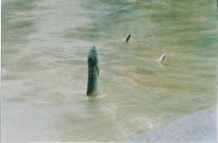 龙鱼立水礼拜南无羌佛-图片1