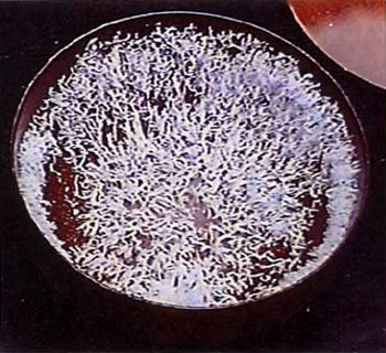 真正的甘露是来自佛国的圣食-图片3