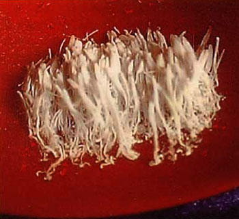 真正的甘露是来自佛国的圣食-图片7