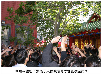 南無羌佛圣迹 看到圣树降下甘露-图片3