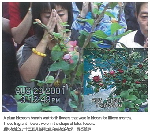 南無羌佛圣迹 腊梅夏开