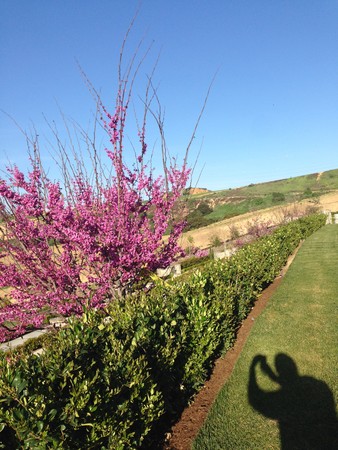 因海圣尊圆寂 法体神变成金刚不坏身 创佛史新页【佛教圣迹】-图片11