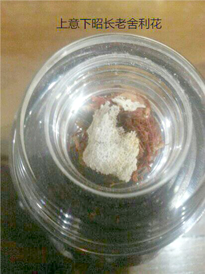 意昭老和尚 当代禅门泰斗-图片13