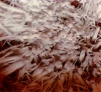 真正的甘露是来自佛国的圣食-图片6