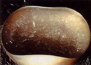 真正的甘露是来自佛国的圣食-图片4