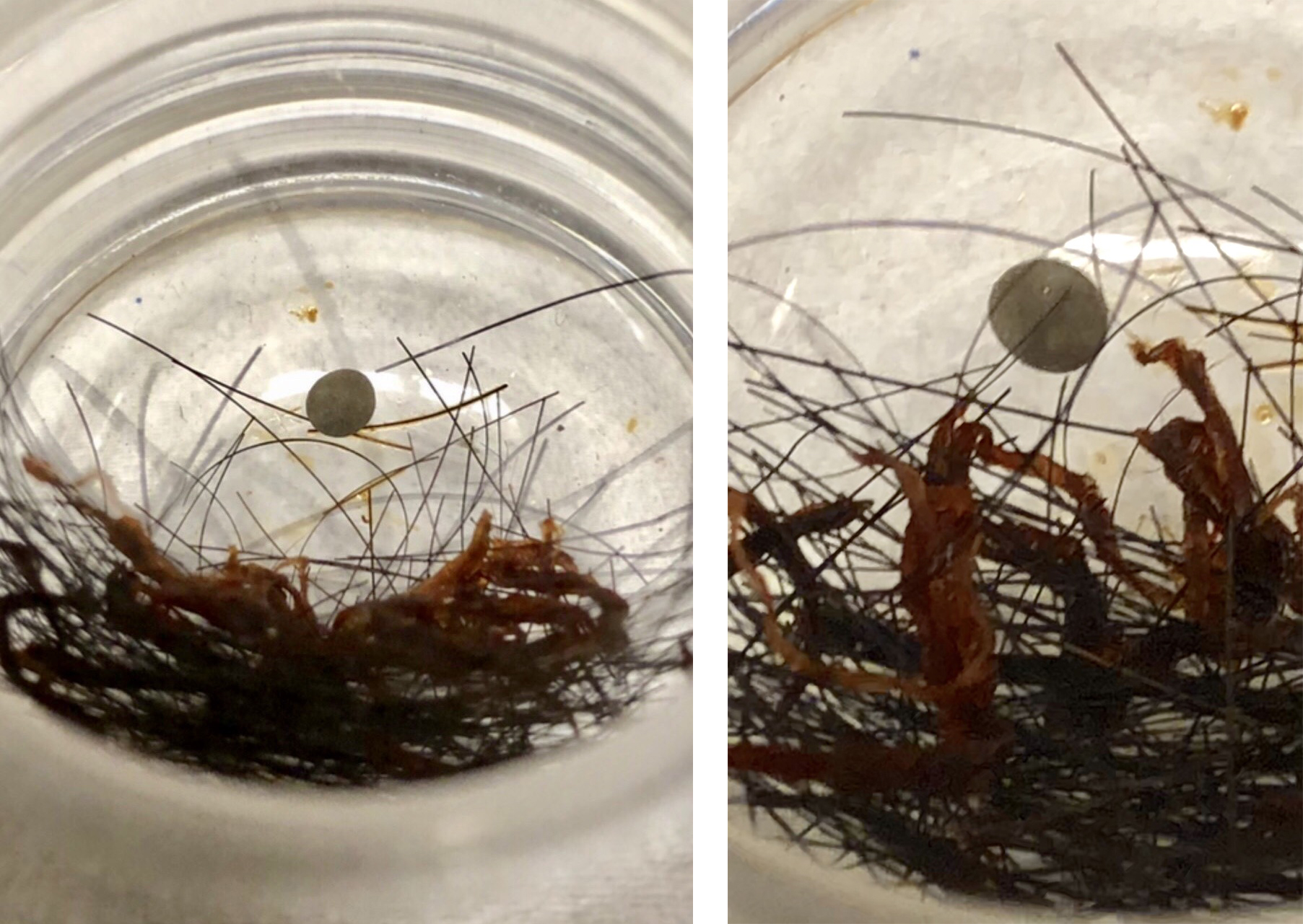 南無羌佛的发舍利