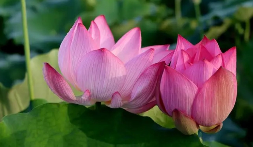 西方极乐世界游记（上、中、下）-宽净法师-图片1