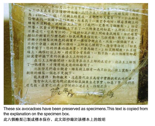 松鼠献酪梨给南無羌佛-图片2