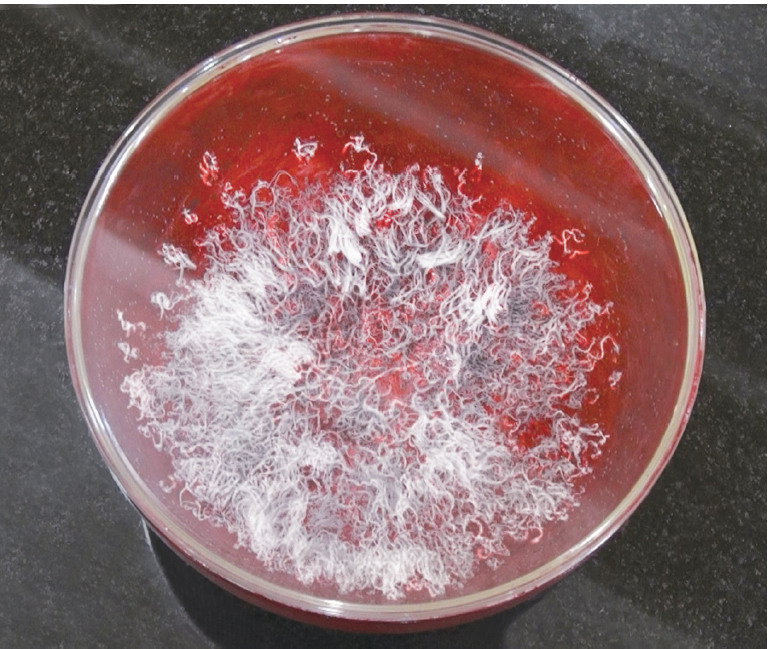《古佛降世的背後》我為什麼這麼愚笨呢？