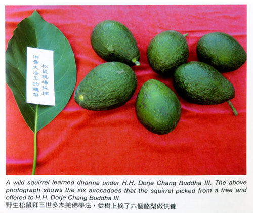 松鼠献酪梨给南無羌佛-图片1