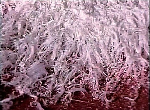 《揭开真相》（十七） 这是什么甘露-图片3