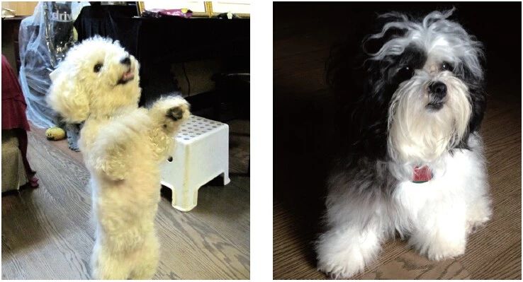 《揭开真相》（二十六） 提前预言百万飞鸟到-图片2