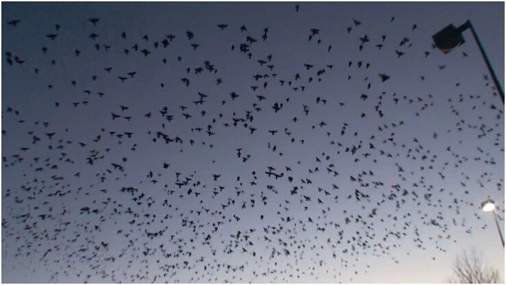 《揭开真相》（二十六） 提前预言百万飞鸟到-图片3