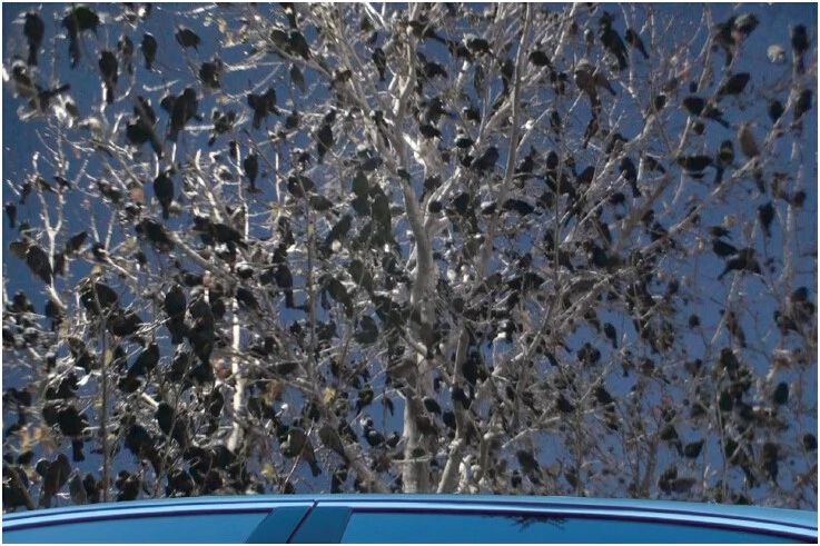 《揭开真相》（二十六） 提前预言百万飞鸟到-图片4