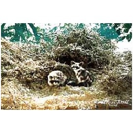 義恒公（摩訶法王）作品集“恒公六部曲”出版 少年之表率-图片13