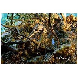 義恒公（摩訶法王）作品集“恒公六部曲”出版 少年之表率-图片12