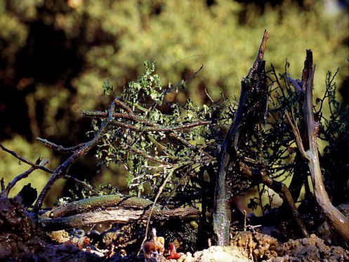 義恒公（摩訶法王）作品集“恒公六部曲”出版 少年之表率-图片3