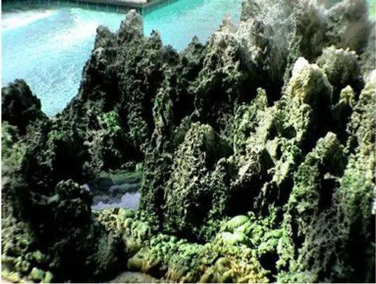 《金巴法王》簡介與驚人成就彙整-图片2